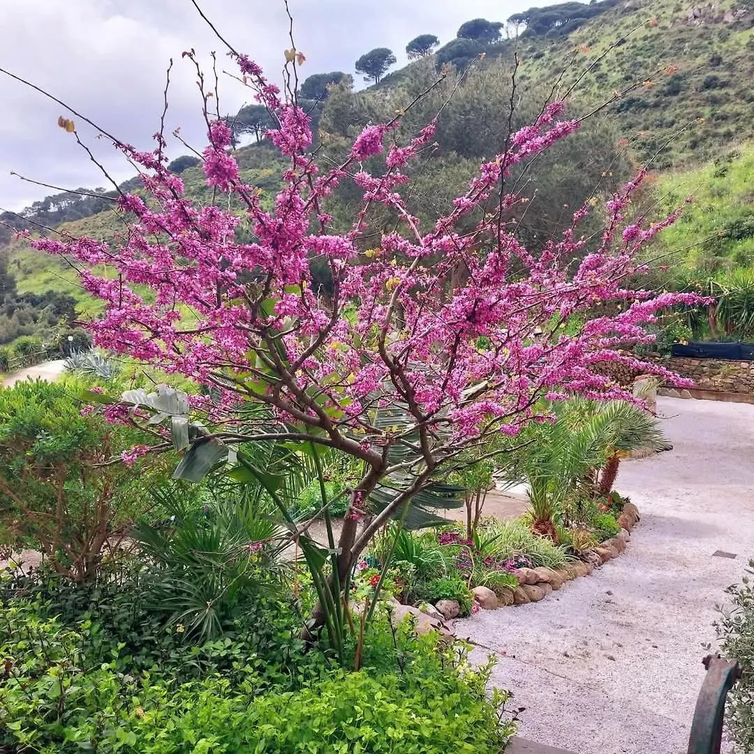 Villetta Dei Fichi D'India Rio dellʼElba